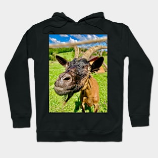 Curious goat from Styria Hoodie